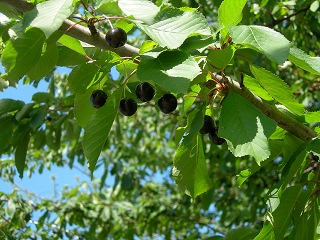 f0140171_18575554.jpg