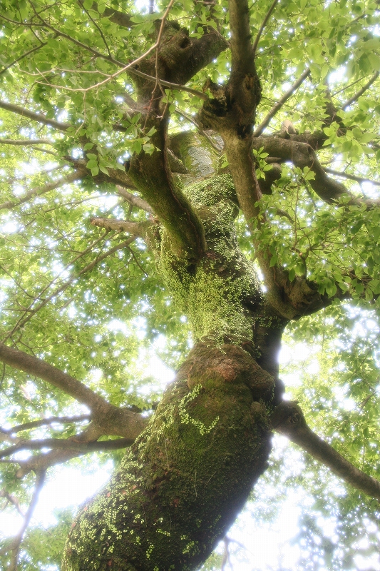e0024081_193009.jpg