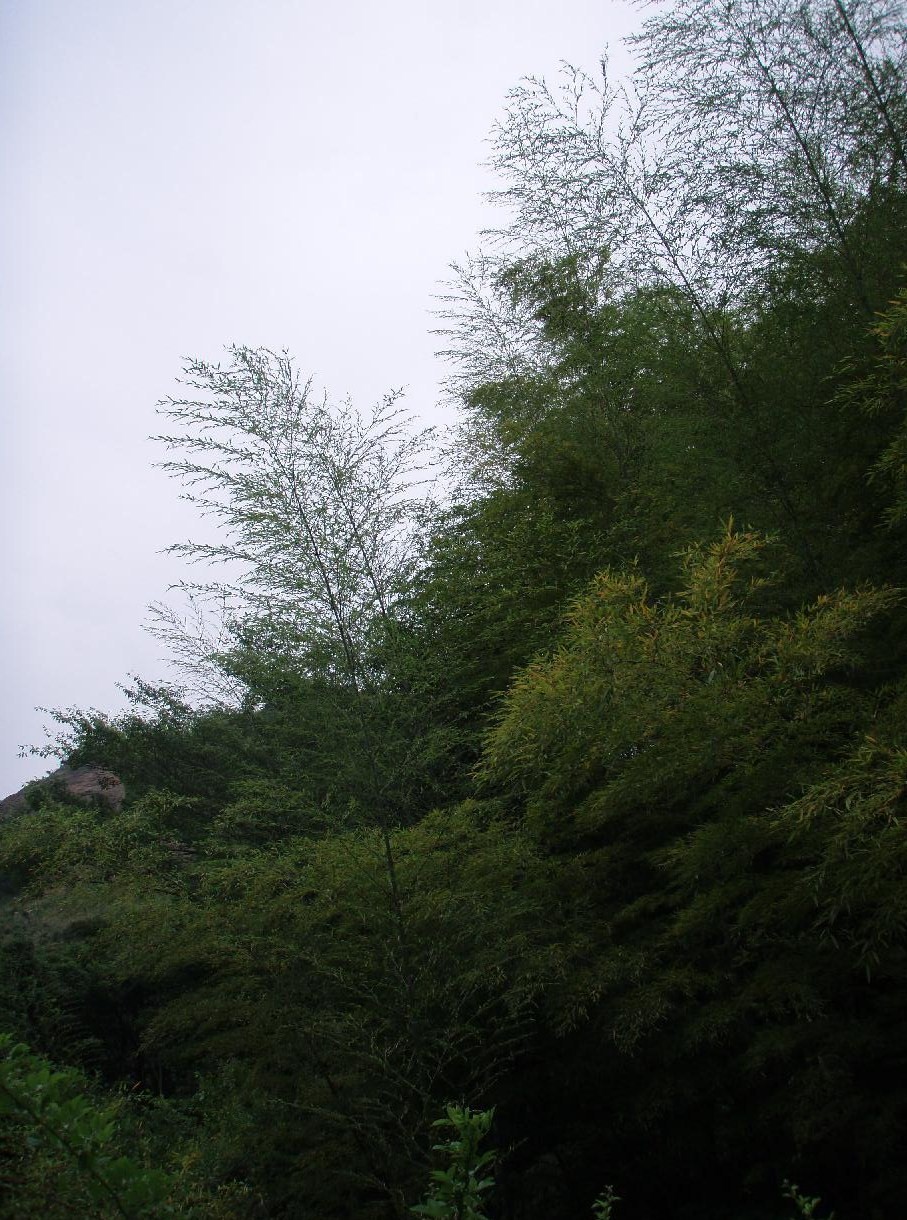 d0051106_720915.jpg