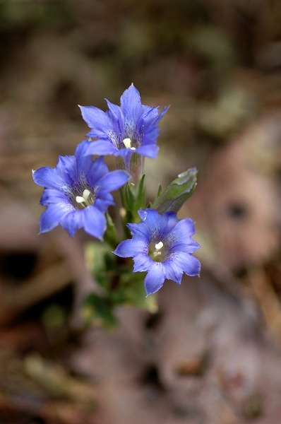 c0027027_1535094.jpg