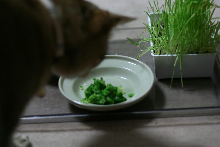 f0055228_2057266.jpg