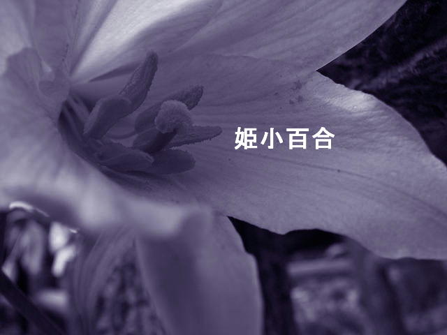 f0099535_18492158.jpg