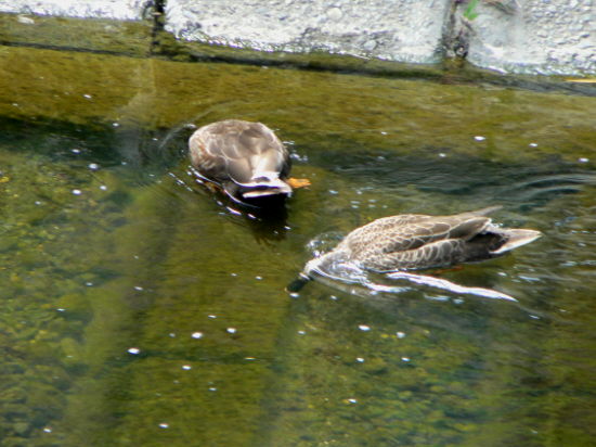 d0091754_18565496.jpg