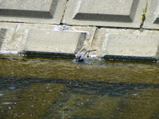 d0091754_3323337.jpg