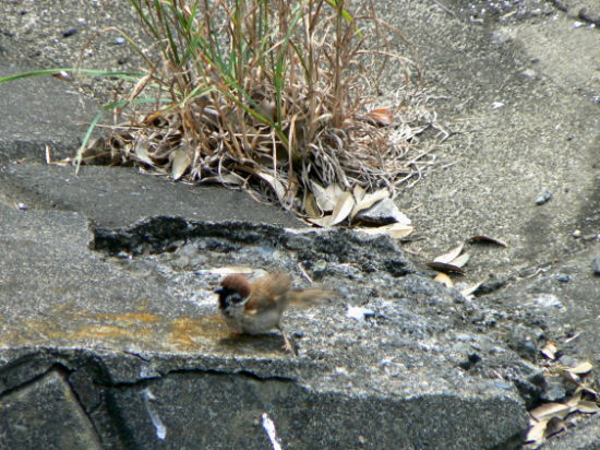 d0091754_3511582.jpg