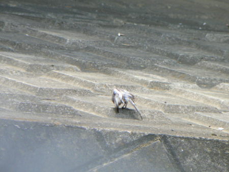 d0091754_4243840.jpg
