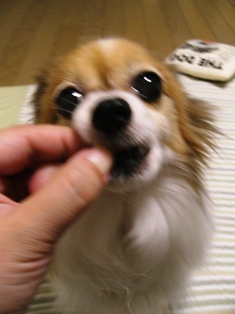 e0043162_0553855.jpg