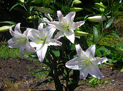 e0097770_0231671.jpg