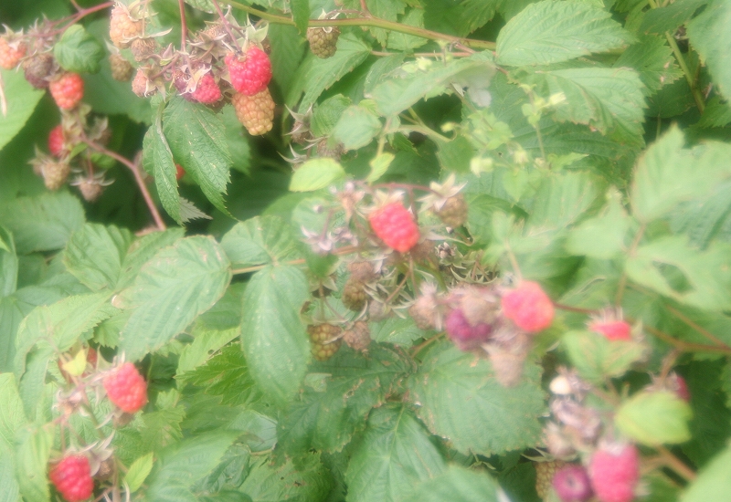 e0024081_21274290.jpg