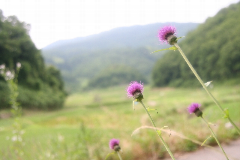 e0024081_21432791.jpg