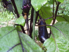f0130894_22361247.jpg