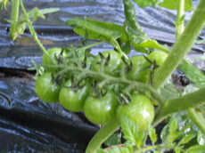 f0130894_22364229.jpg