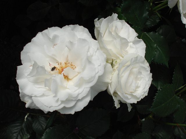 f0084806_1432062.jpg