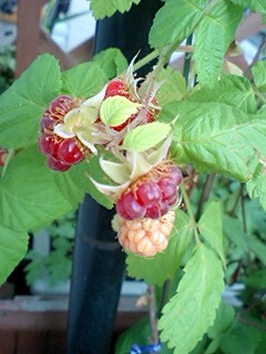 c0090220_17594478.jpg
