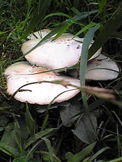 f0011022_9341487.jpg
