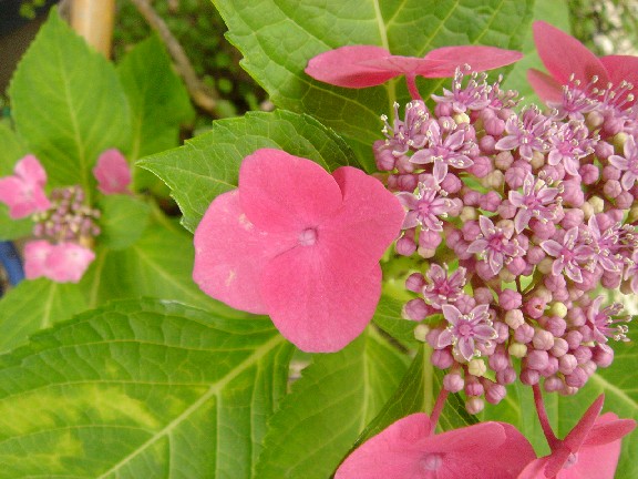c0003723_16165725.jpg