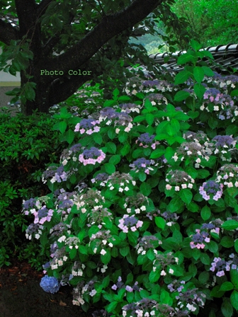 f0078127_1991396.jpg