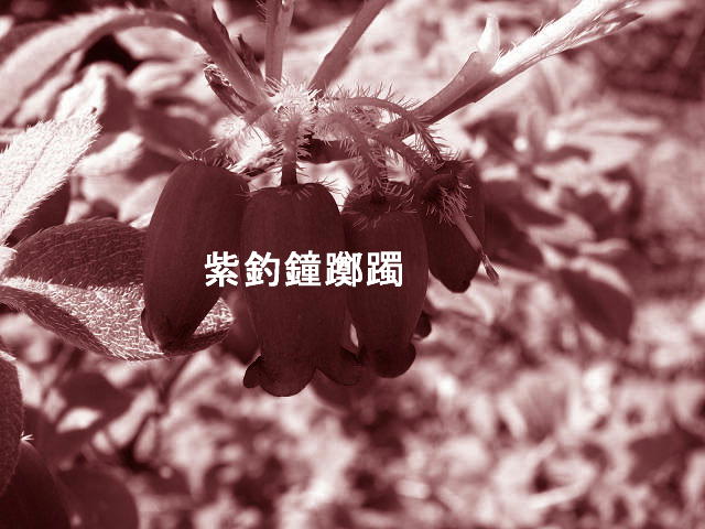 f0099535_215277.jpg