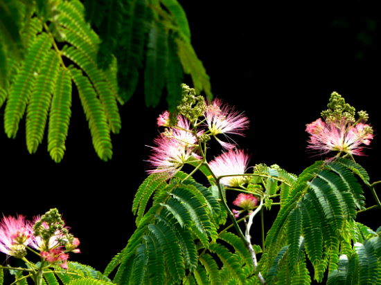 d0091754_23302154.jpg