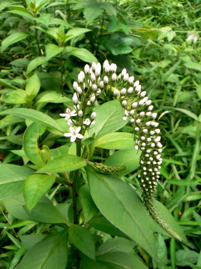 d0091754_2356113.jpg