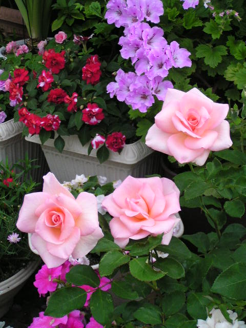 f0074659_21491367.jpg