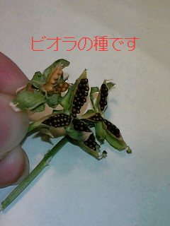 a0064865_17511722.jpg