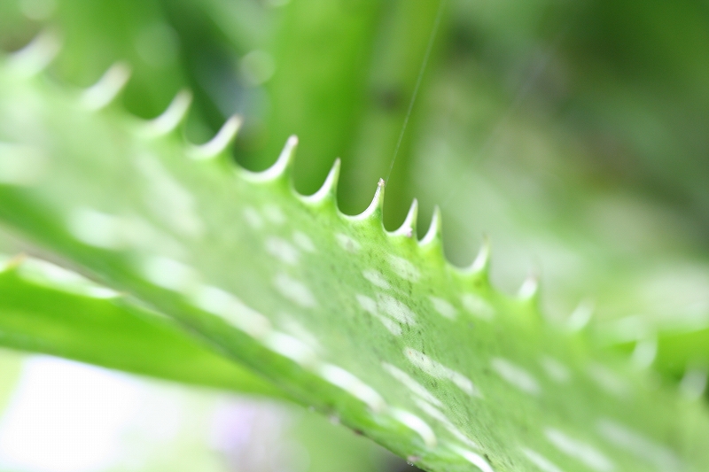 e0024081_1418340.jpg
