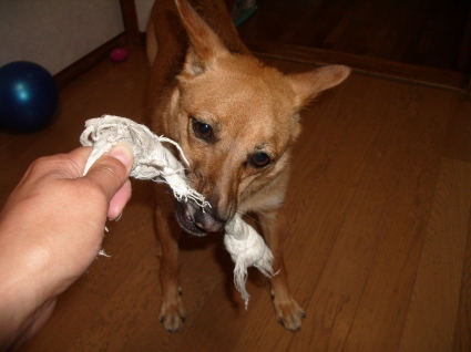 c0117383_20121283.jpg