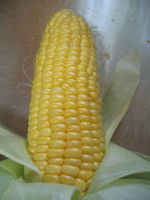 e0049598_106248.jpg