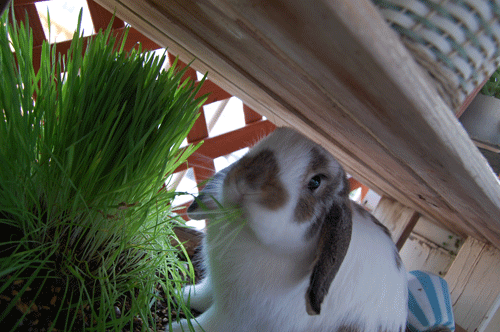 d0015006_23123565.gif
