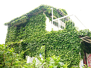 d0042618_013875.jpg