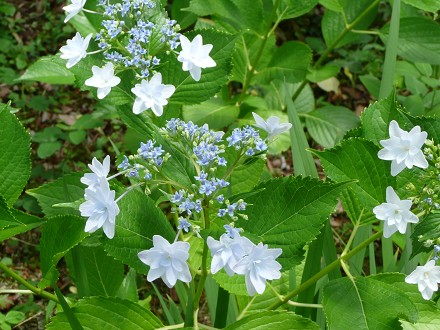 c0057946_20443316.jpg