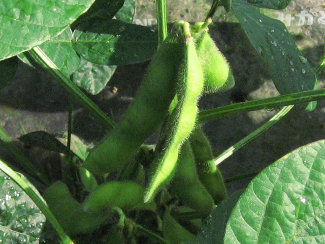 b0097747_11423889.jpg