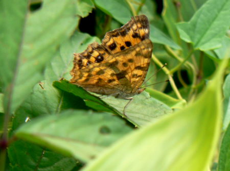 d0091754_5304227.jpg