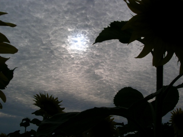 a0091666_21353448.jpg