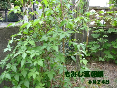 f0003174_1632471.jpg