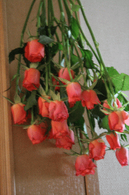 d0100192_2123025.gif