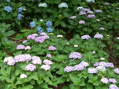 c0076204_11594847.jpg