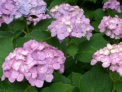 c0076204_1202337.jpg
