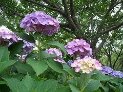 c0076204_1232100.jpg