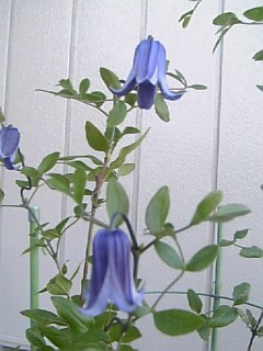 e0098908_18245335.jpg