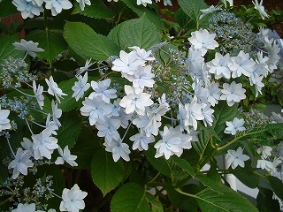 f0129610_23531263.jpg