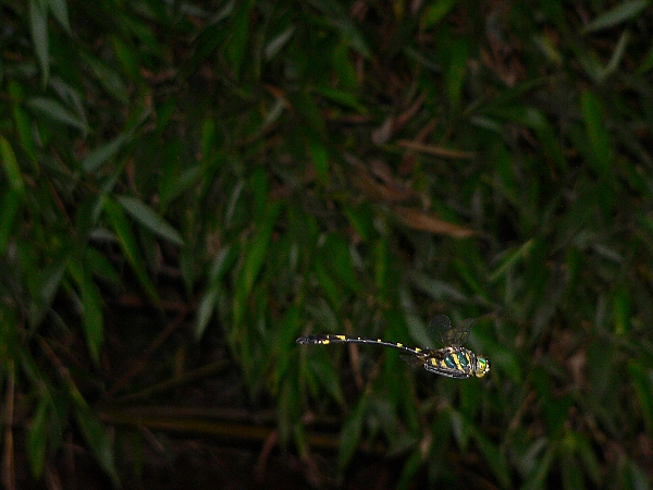e0002314_21133159.jpg