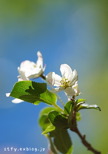 f0030527_1234784.jpg