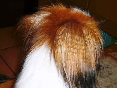 e0100046_15165221.jpg