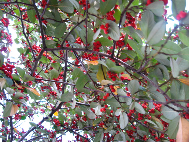 b0080959_12563822.jpg