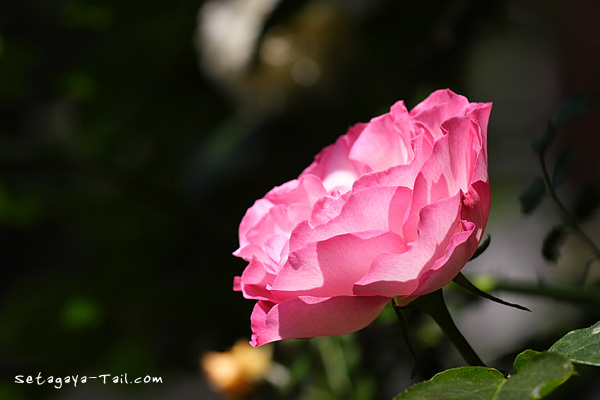 e0038467_1142991.jpg