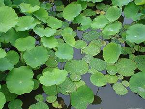 c0029281_20222212.jpg