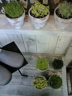 f0103304_0351936.jpg