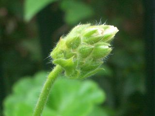 b0061107_239869.jpg